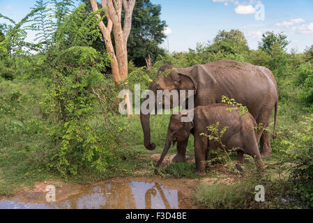 Mother and baby elephants in the Udawalawe National Park, Sri Lanka
