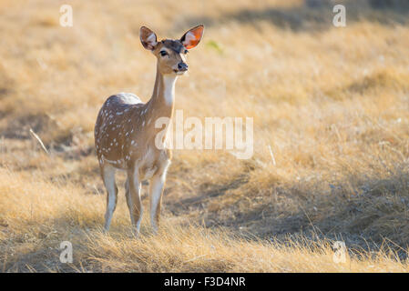 Wild South Texas Axis, Chital, or spotted Deer doe. Stock Photo