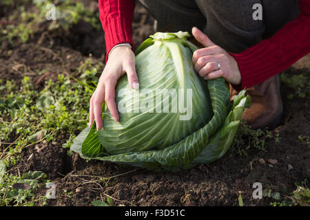 Close up of woman hands removing the cover leaves of freshly picked cabbage.  Harvest, local farming, locavore movenet concept Stock Photo