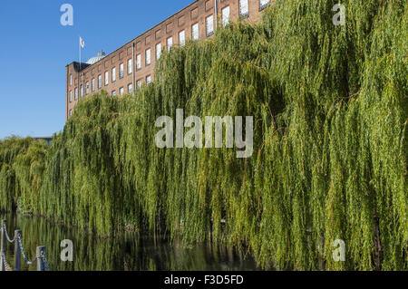 St James Mill and Willow Trees Norwich Norfolk UK Stock Photo