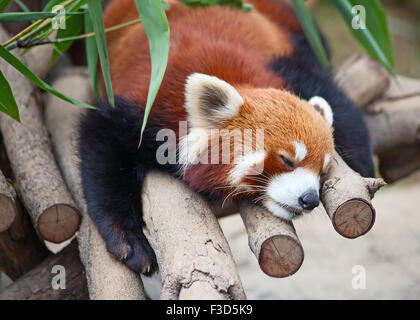 Red panda (firefox) sleeping on the tree Stock Photo