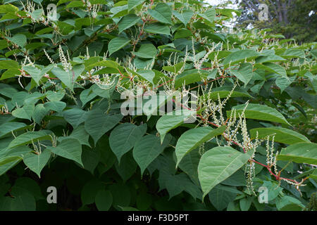 Blooming Sakhalin Knotweed or Fallopia sachalinensis in autumn Stock Photo