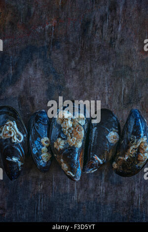 Fresh live mussels Stock Photo