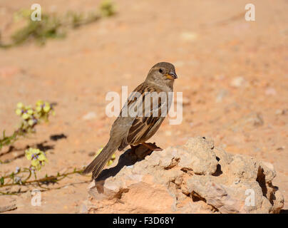 House sparrow, Passer domesticus Stock Photo
