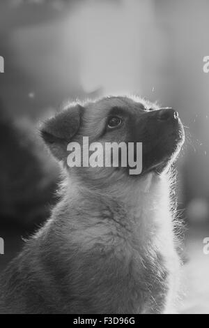 little cute dog Close Up Black And White  Portrait Stock Photo