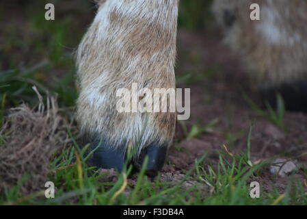 The hoof of a Welsh Mountain Lamb on a farm in South Wales Stock Photo