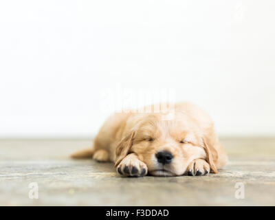 Portrait of puppy sleeping on wooden floor Stock Photo