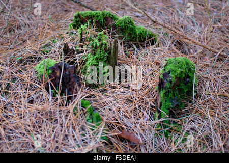 Moss growing on tree roots in the undergrowth on a woodland floor. Stock Photo