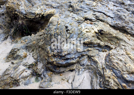 Limpets on rocks reveled by the low tide on Portreath beach in Cornwall. Stock Photo