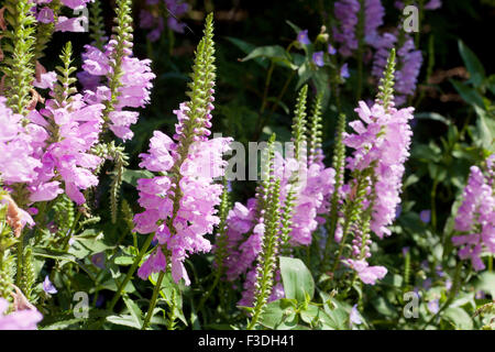 Obedient plant, AKA Obedience, False Dragonhead (Physostegia virginiana) - USA Stock Photo
