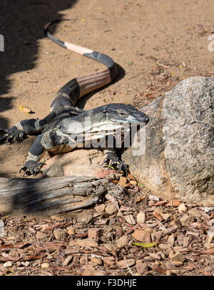 Lace monitor on the move Stock Photo