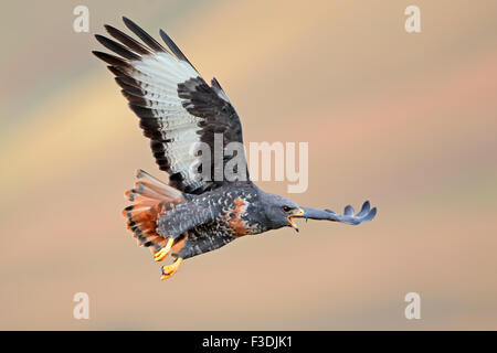 Jackal buzzard (Buteo rufofuscus) in flight with outstretched wings, South Africa Stock Photo