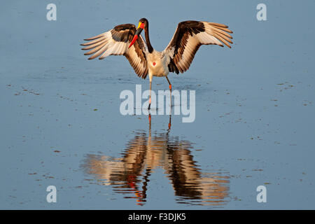 Sadle-billed stork (Ephippiorhynchus senegalensis), Kruger National Park, South Africa Stock Photo