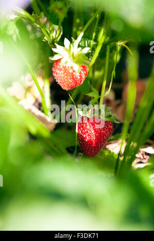 Strawberry in the fruit garden Stock Photo