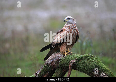 Red kite (Milvus milvus) sitting on old tree trunk, Allgaeu, Bavaria, Germany Stock Photo