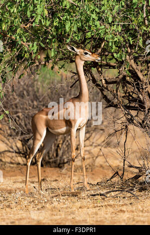 Waller's gazelle, also gerenuk or giraffe-necked antelope (Litocranius walleri), Samburu National Reserve, Kenya Stock Photo