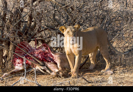 Lioness (Panthera leo) with East African oryx or beisa (Oryx Beisa) prey hidden in bushes, Samburu National Reserve, Kenya Stock Photo