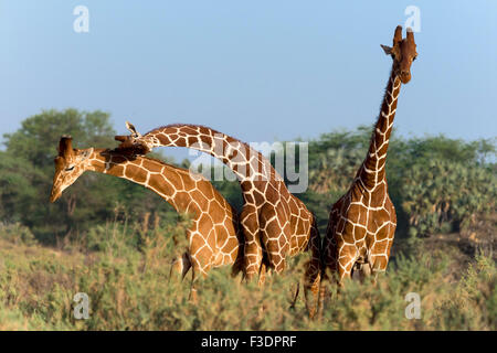 Three Somali giraffes or reticulated giraffes (Giraffa reticulata camelopardalis), Samburu National Reserve, Kenya Stock Photo