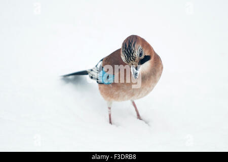 Eurasian jay (Garrulus glandarius) on snow Stock Photo