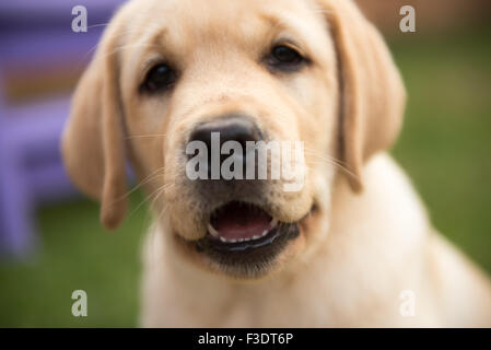 Extreme Close up of happy Labrador puppy Stock Photo