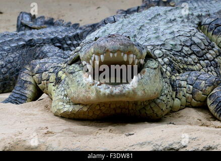 Mature African Nile crocodile (Crocodylus niloticus) basking in the sun, mouth wide open Stock Photo