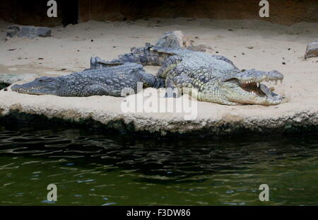 Mature African Nile crocodile (Crocodylus niloticus) basking in the sun Stock Photo