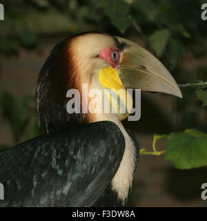 Male Southeast Asian Wreathed hornbill or Bar Pouched wreathed hornbil (Rhyticeros undulatus, Aceros undulatus) Stock Photo