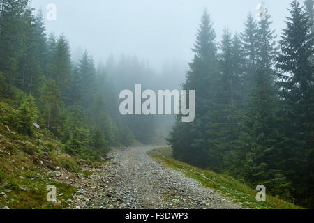 Rural road through pine forest on mountains in a misty day Stock Photo