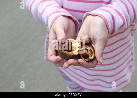 A young girl holding conkers that she has just collected after they had fallen from a horse chestnut tree during autumn, some are still in their shells Stock Photo