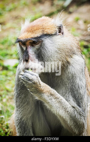 Patas monkey (Erythrocebus patas), also known as the wadi monkey or hussar monkey, is a ground-dwelling monkey distributed over Stock Photo