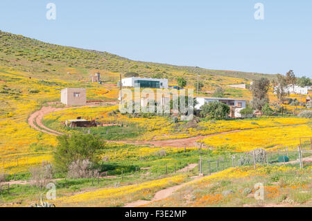 MOLSVLEI, SOUTH AFRICA - AUGUST 16, 2015: A carpet of indigenous flowers in Molsvlei, a small village in the Namaqualand region Stock Photo