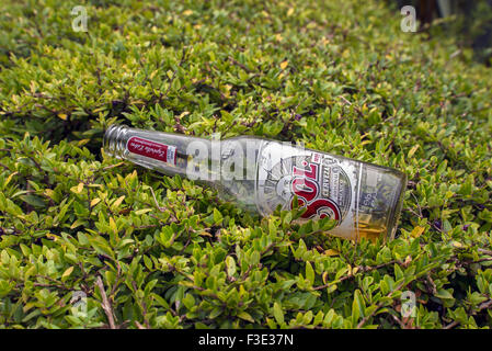 An almost empty bottle of Sol beer discarded in a garden hedge. Stock Photo