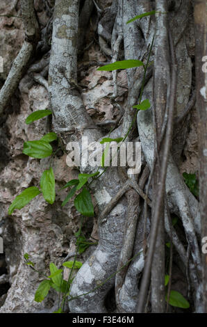 Tree Roots Hugging Rocks Thick tree roots hug the rock face in an area of outstanding natural ...