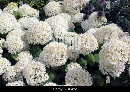 Hydrangea Arborescens 'Annabelle' Stock Photo