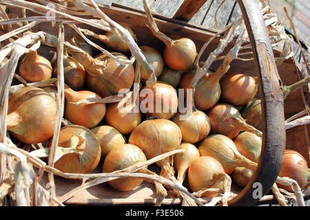Onions 'Allium Centurion' freshly harvested in garden trug Stock Photo