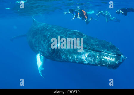 Humpback whale (Megaptera novaeangliae) underwater with people snorkeling in the Caribbean Ocean. Stock Photo