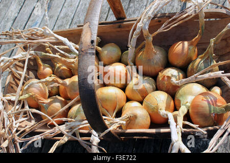 Onions 'Allium Centurion' freshly harvested in garden trug Stock Photo
