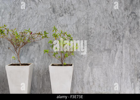 Trees in pots Background concrete wall Stock Photo