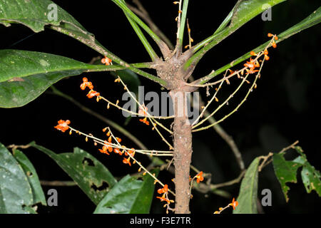 Clavija procera (Theophrastaceae). Used as a snake bite remedy by the Quichua Indians in the Ecuadorian Amazon Stock Photo