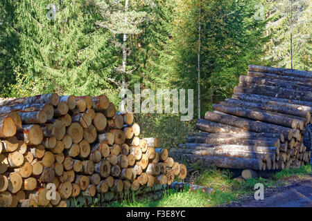 Aspen timber, ready for transport from forest Stock Photo