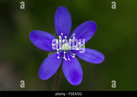 Common Hepatica / liverwort / kidneywort / pennywort (Anemone hepatica / Hepatica nobilis) in flower Stock Photo