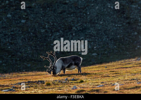 Fat Svalbard reindeer (Rangifer tarandus platyrhynchus) male with antlers covered in velvet on the tundra in summer, Spitsbergen Stock Photo