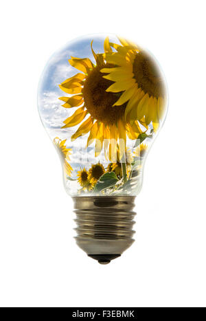 Conceptual image showing sunflowers (Helianthus annuus) inside incandescent lamp / bulb against white background Stock Photo