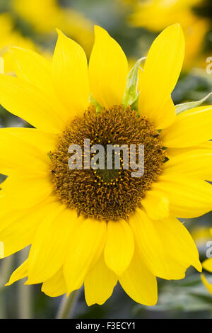 A sunflower 'Pacino Gold' (Helianthus annuus 'Pacino Gold') plant ...