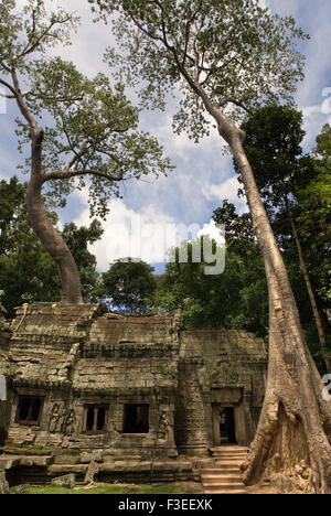 Ta Prohm Temple. Ta Prohm's state of ruin is a state of beauty, which is investigated with delight and left with regret.  Ta Pro Stock Photo