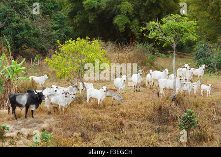 Herd of brazilian beef cattle bull - nellore, white cow. Selective focus Stock Photo