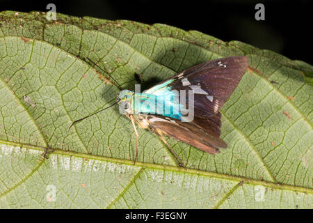 Skipper butterfly (Family Hesperidae) on a leaf in the rainforest, Ecuador Stock Photo