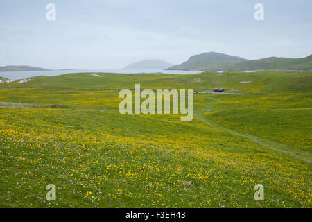 A field of wild yellow flowers  known as machair on Vatersay Outer Hebrides Scotland. Stock Photo