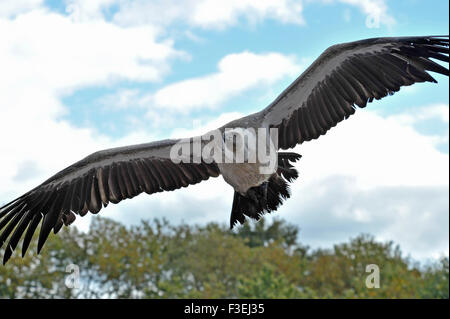 Vulture bird of prey in full flight at the Puy du Fou theme park France Stock Photo