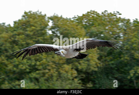 Vulture in flight at the Puy du Fou theme park France Stock Photo